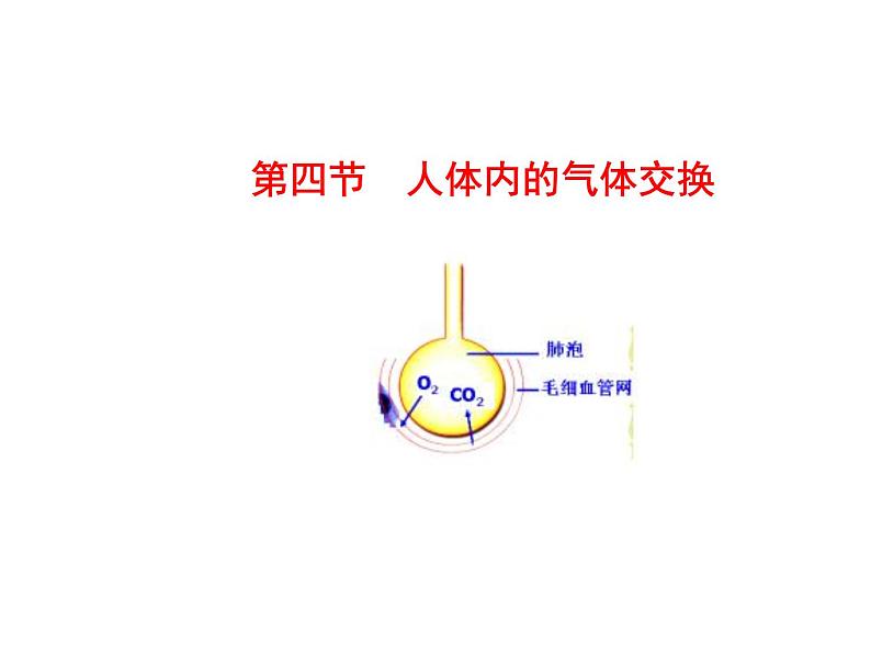 苏教版七下生物 10.4人体内的气体交换 课件01