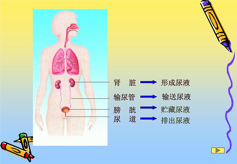 苏教版七下生物 11.1人体泌尿系统的组成 课件第3页