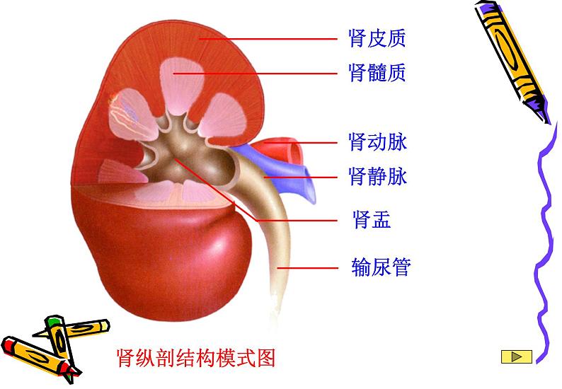 苏教版七下生物 11.1人体泌尿系统的组成 课件第6页