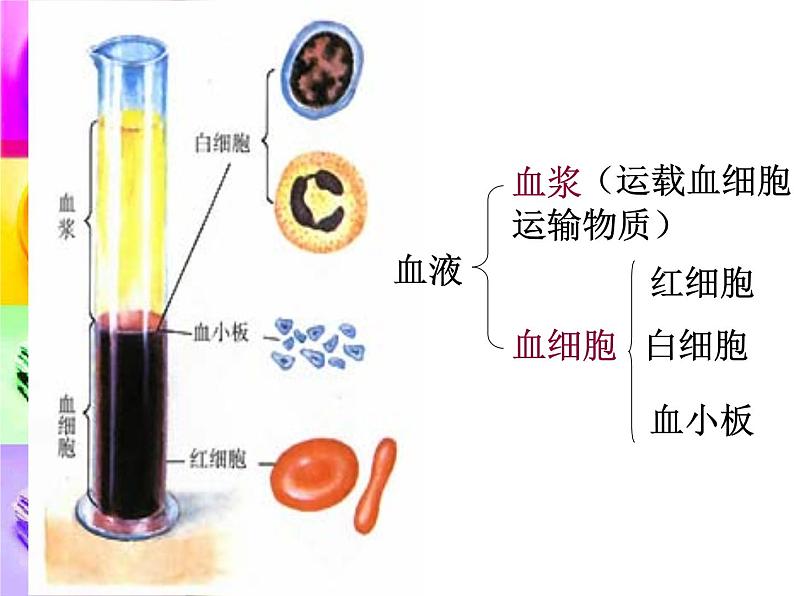 苏教版七下生物 10.1血液和血型 课件08