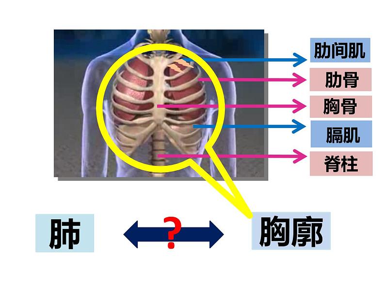 苏教版七下生物 10.3人体和外界环境的气体交换 课件02