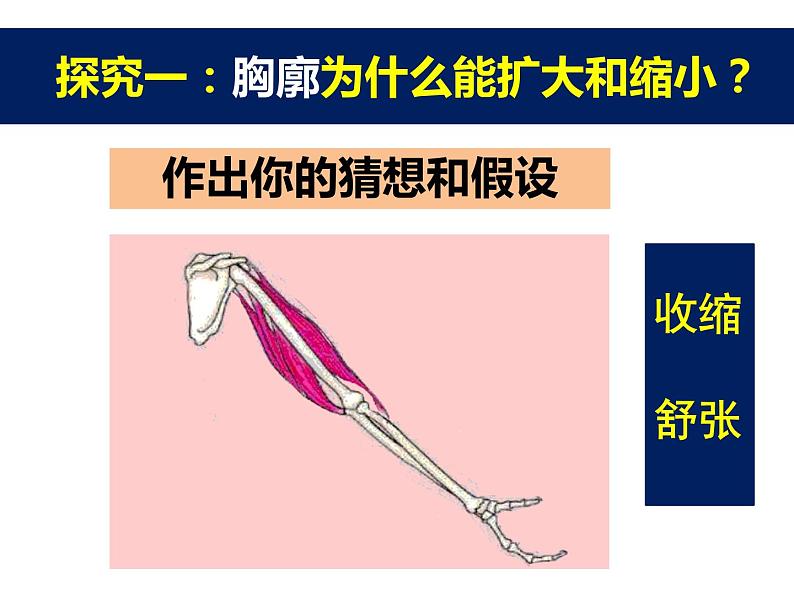 苏教版七下生物 10.3人体和外界环境的气体交换 课件04