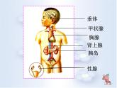 苏教版七下生物 12.1人体的激素调节 课件