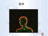 苏教版七下生物 12.1人体的激素调节 课件