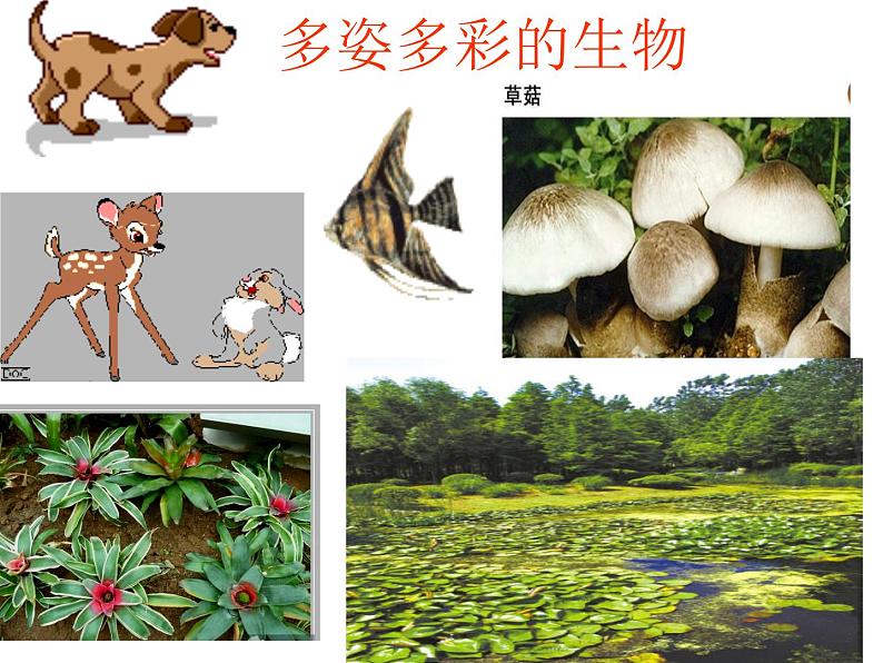 苏科版七下生物 8.1 生物体的基本结构 课件第2页