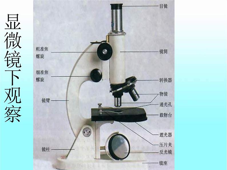 苏科版七下生物 8.1 生物体的基本结构 课件第6页