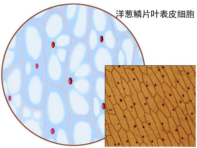 苏科版七下生物 8.1 生物体的基本结构 课件第7页