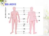 苏科版七下生物 9.2 人体的组成 课件