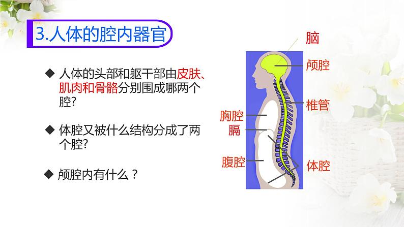 苏科版七下生物 9.2 人体的组成 课件06