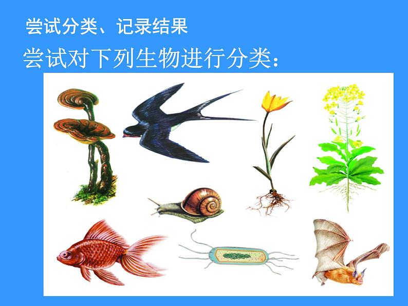 苏科版七下生物 14.1 生物的命名和分类 课件07