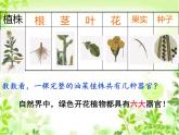 苏科版七下生物 9.1 植物体的组成 课件