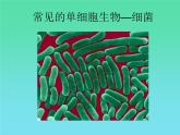 苏科版七下生物 9.3 单细胞的生物体 课件