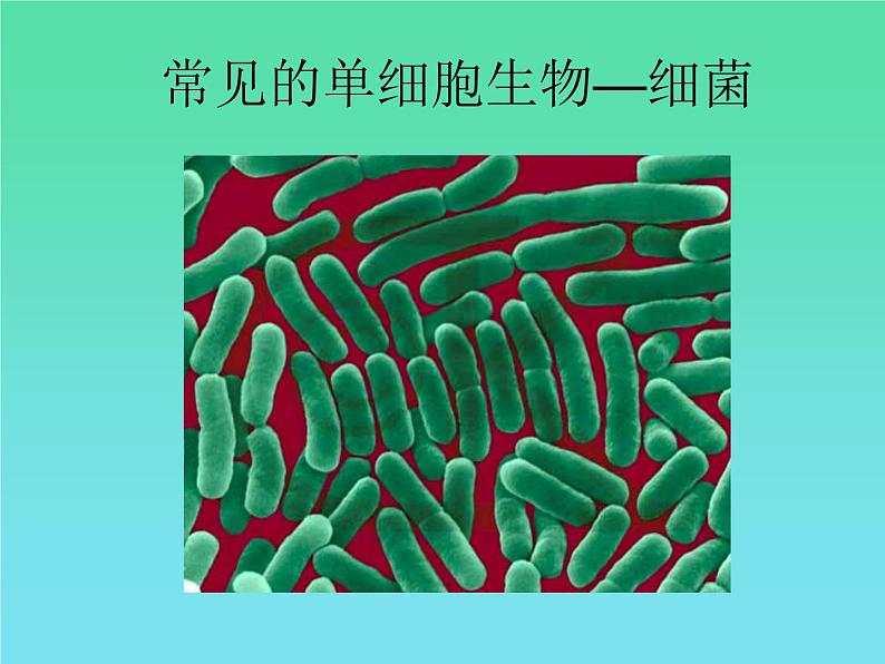 苏科版七下生物 9.3 单细胞的生物体 课件03