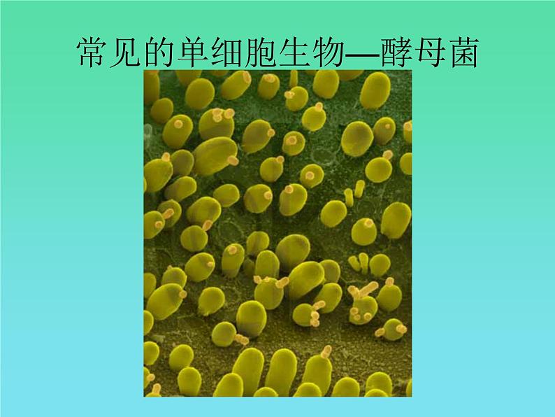 苏科版七下生物 9.3 单细胞的生物体 课件04