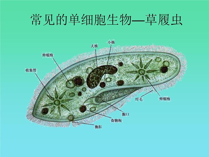 苏科版七下生物 9.3 单细胞的生物体 课件05