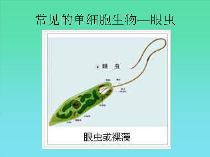 苏科版七下生物 9.3 单细胞的生物体 课件07