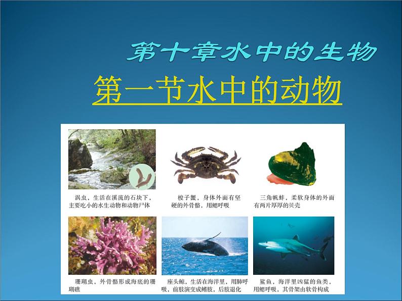 苏科版七下生物 10.1 水中的动物 课件01