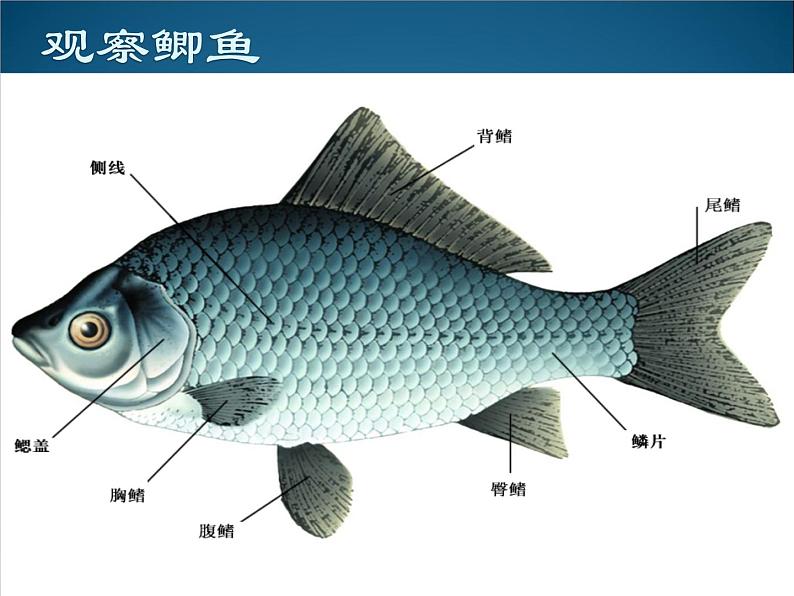 苏科版七下生物 10.1 水中的动物 课件03