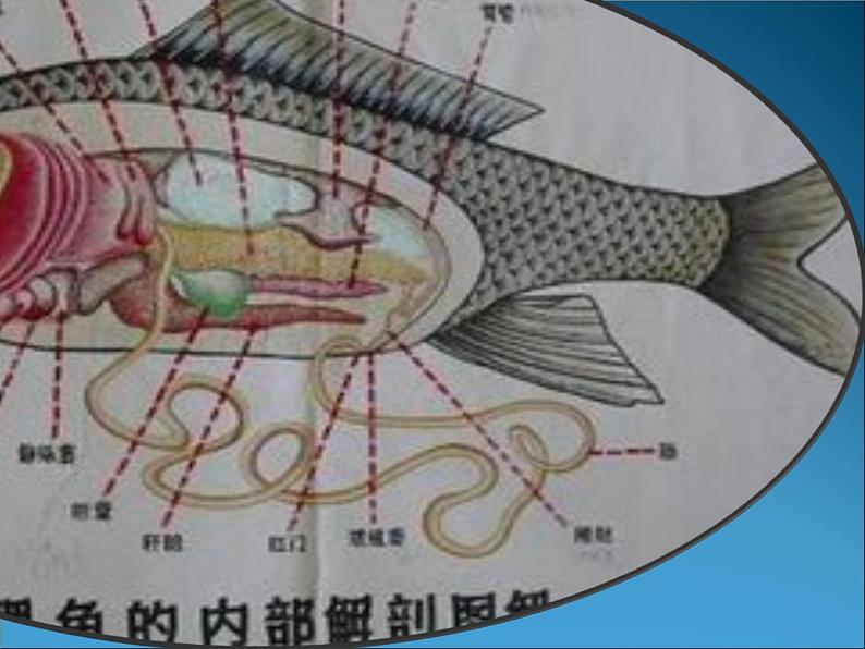 苏科版七下生物 10.1 水中的动物 课件07