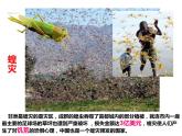 苏科版七下生物 12.2 昆虫 课件