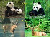 苏科版七下生物 11.2 地面上的动物 课件