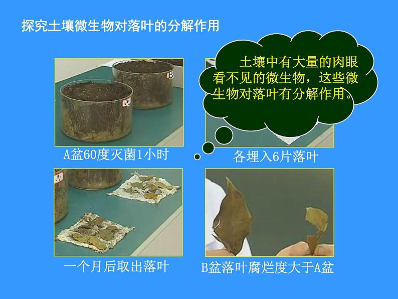 苏科版七下生物 13.2 土壤里的微生物 课件第4页