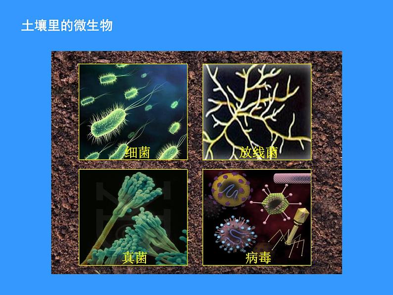 苏科版七下生物 13.2 土壤里的微生物 课件第5页