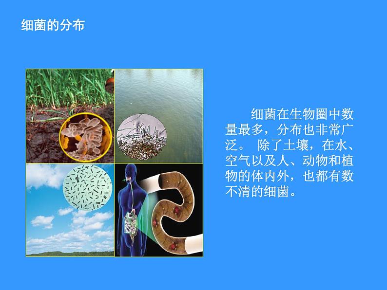 苏科版七下生物 13.2 土壤里的微生物 课件第7页