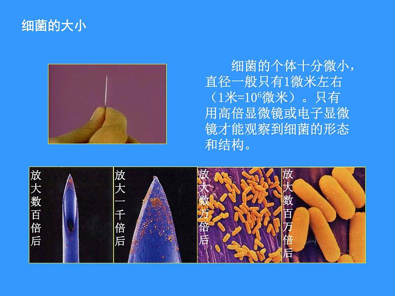 苏科版七下生物 13.2 土壤里的微生物 课件第8页