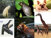 苏科版七下生物 11.2 地面上的动物 课件