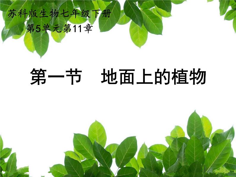 苏科版七下生物 11.1 地面上的植物 课件01