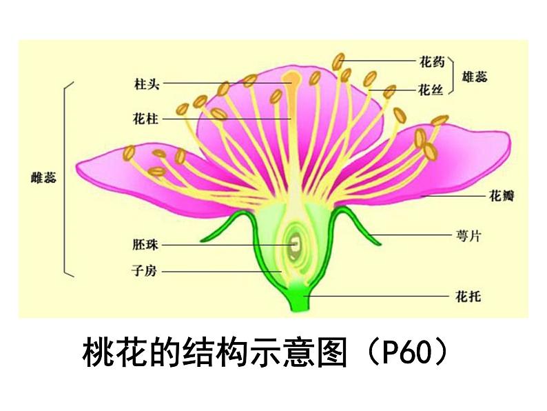 苏科版七下生物 11.1 地面上的植物 课件06