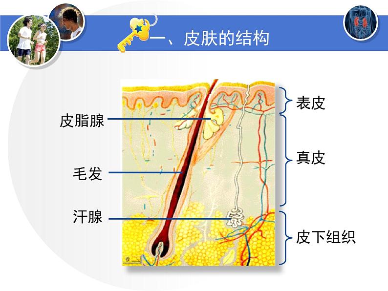 北师大版《皮肤与汗液分泌》讲授课件第4页