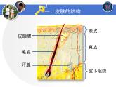 北师大版《皮肤与汗液分泌》讲授课件