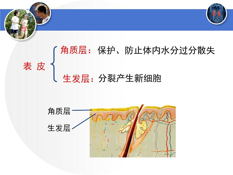 北师大版《皮肤与汗液分泌》讲授课件第5页