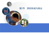北师大版《尿的形成与排出》课件PPT