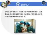 北师大版《尿的形成与排出》课件PPT