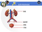 北师大版《尿的形成与排出》课件PPT