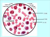 人教版七下生物  4.2血液的管理 血管  课件