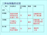 人教版七下生物  4.2血液的管理 血管  课件