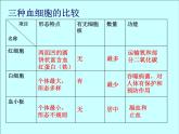 人教版七下生物  4.2血液的管理 血管  课件