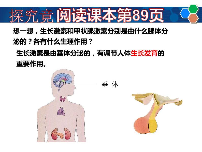 冀教版七下生物 5.1激素与生长发育 课件第4页