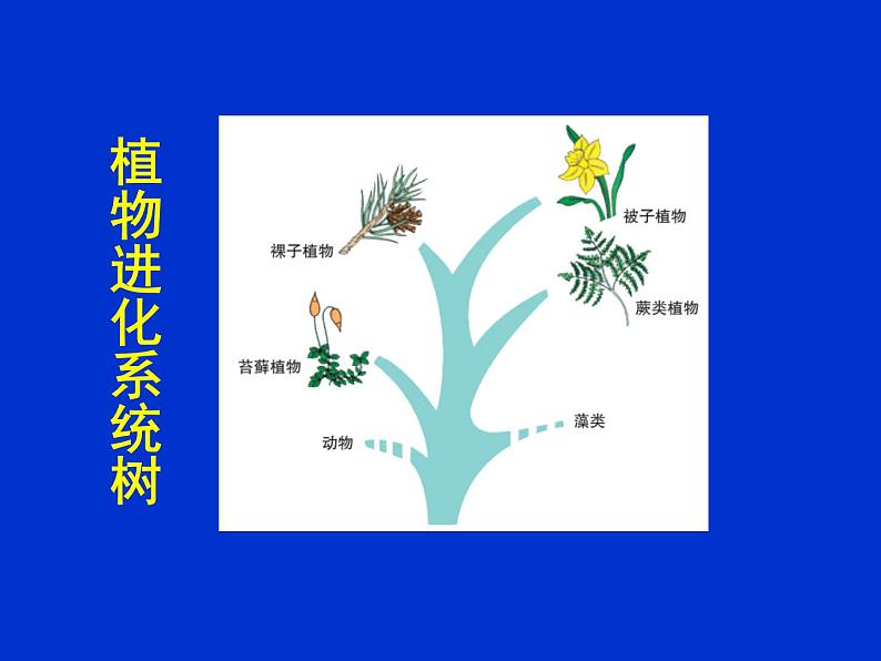 北师大版八下生物 22.3植物的主要类群 课件第3页