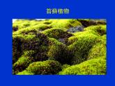 北师大版八下生物 22.3植物的主要类群 课件