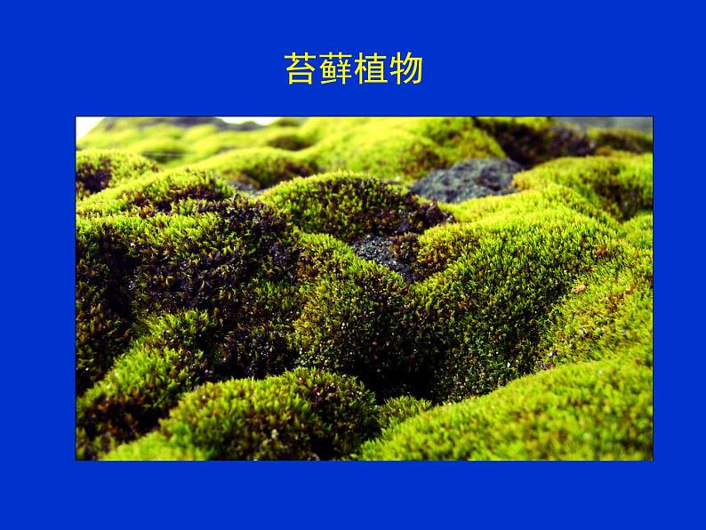 北师大版八下生物 22.3植物的主要类群 课件第4页