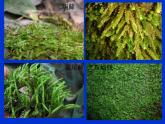 北师大版八下生物 22.3植物的主要类群 课件