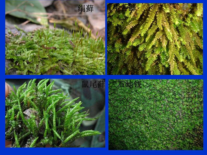 北师大版八下生物 22.3植物的主要类群 课件第5页