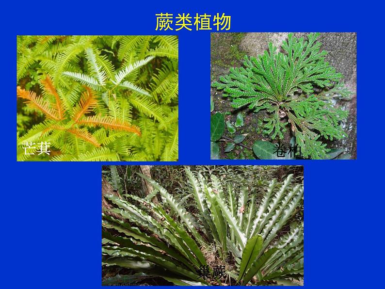 北师大版八下生物 22.3植物的主要类群 课件第7页