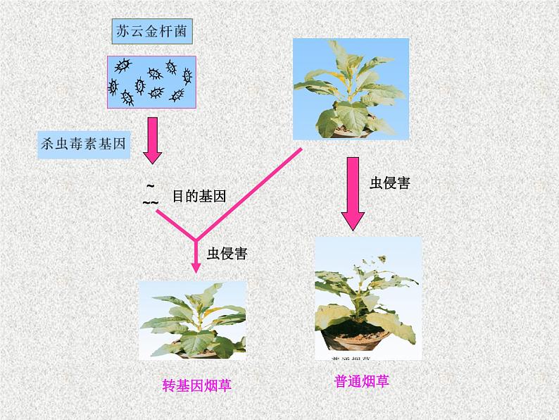 2022年苏教版八年级生物下册第24章第1节现代生物技术的应用课件 (5)第6页