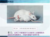 2022年苏教版八年级生物下册第24章第1节现代生物技术的应用课件 (3)